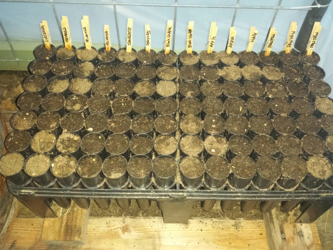 Conetainers Planted full of tree seeds.